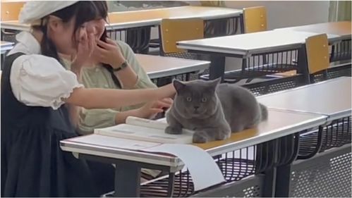 小猫能有什么坏心思猫咪偷溜主人遍寻不见,被抓表情可配字500