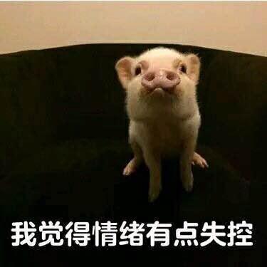 关于猪的搞笑表情包开心得像个小猪仔