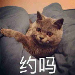 微信高清头像猫咪微信头像图片大全