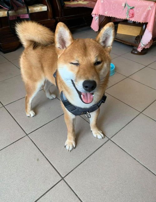 柴犬变拆犬,战绩让人怀疑它掺杂二哈基因主人想炖狗肉