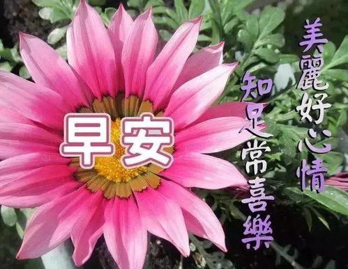 很好看的早上好问候图片最新版,好温馨的早安祝福语录句子