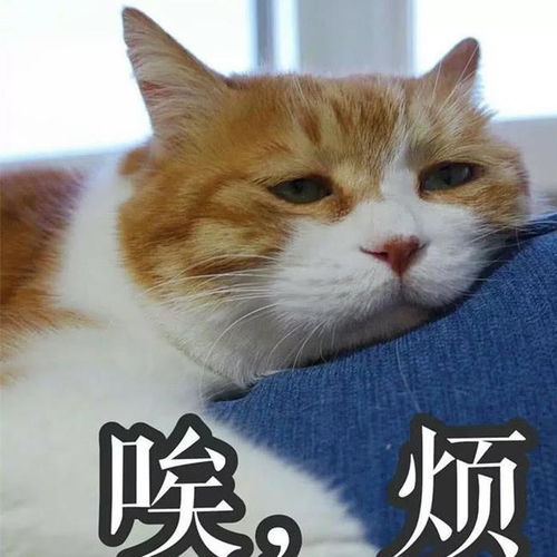 主人带着喵星人去做绝育,手术完成表情搞笑,猫朕还活着