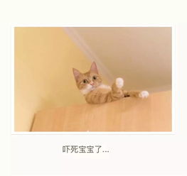 开心一刻送你一个喵咪表情包