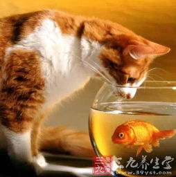 骗人还死贵的八种美食