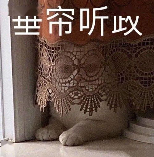 抖音搞笑表情包动图