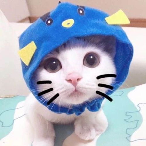 我的猫咪好像想出门溜达我要怎么办