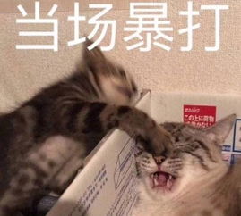 表情包沙雕搞笑汤姆