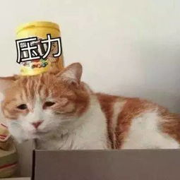 为什么很多人聊天都喜欢用猫咪表情包附最全猫咪表情包