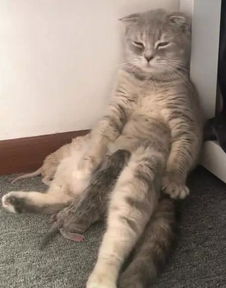 猫咪鬼混不小心怀孕了,喂奶时表情都是这样的,主人你自作自受