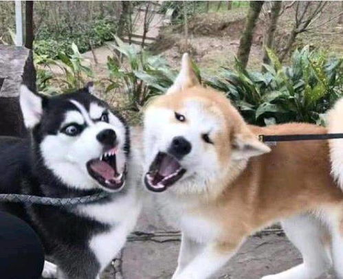 主人带柴犬去看狼,结果这货竟把狼当成二哈,还和对方叫嚣起来