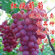 2019红提葡萄价格行情批发多少钱红提葡萄图片第42页黄页88水果批发网