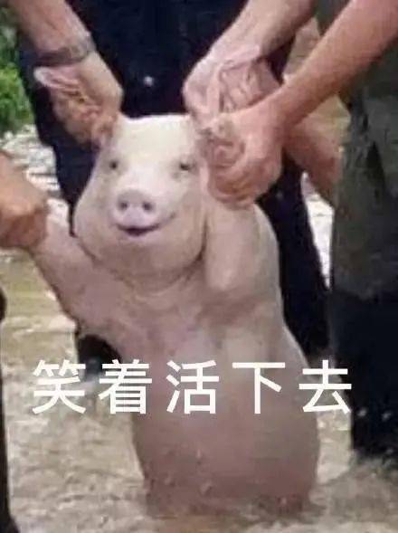 感谢搞笑表情包爆笑