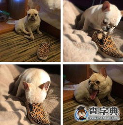 瞧阿汪的表情,我也是醉了搞笑图片