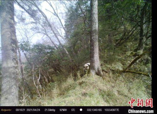 大熊猫国家公园白羊片区拍摄到大熊猫绿尾虹雉影像