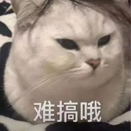 表情包丨今日份的快乐源泉