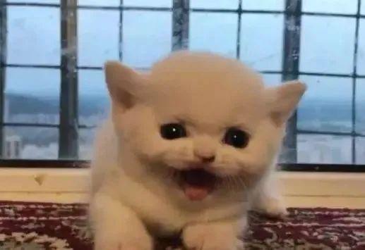 养一只小奶猫吧满眼爱意都给你的那种,啊我血槽空了