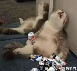 猫咪睡着的搞笑姿势,被主人拍下发到了网上,网友ps一发不可收拾