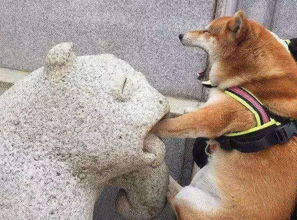 搞笑gif段子有没有哪位小伙伴能分析一下,这是小姐姐还是小哥哥