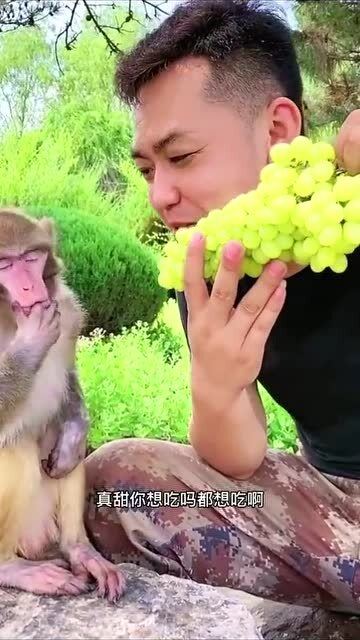 小伙和猴子一起吃葡萄,猴子的表情亮了,太搞笑了