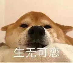 自动撸狗机自动逗猫棒,这些东西做出来就是为了搞笑的吧大咪吐槽