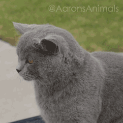 盘点那些成精的猫猫,看完好震惊哈哈哈哈