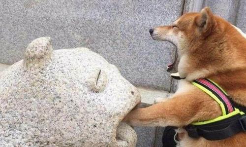 柴犬和秋田傻傻分不清楚表情包表示很生气