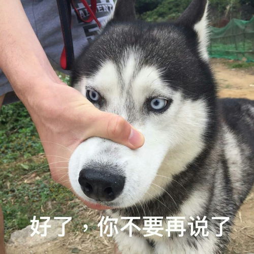 黑胡子贼哈哈表情包