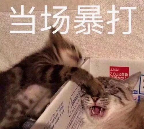 每日一笑媳妇二胎进产房前还记得让我把快递改送到医院来......