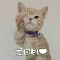 表情包丨今日份的快乐源泉