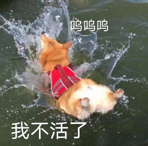搞笑沙雕文案,打工不仅能致富,还能交友娶媳妇