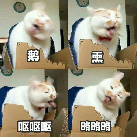 幽默搞笑表情包略略略