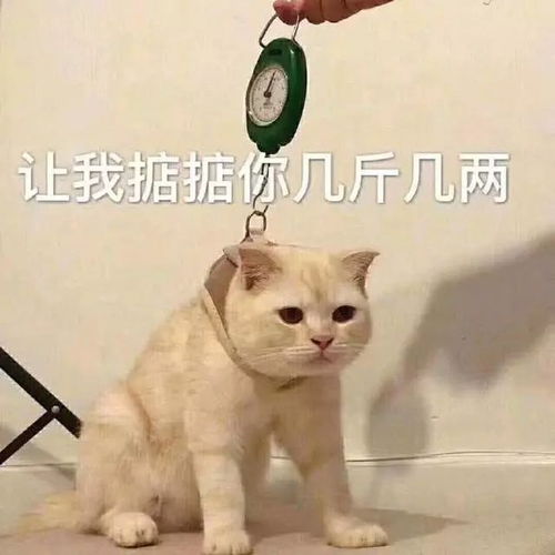 表情包你不睡,我不睡,我们之间才有机会