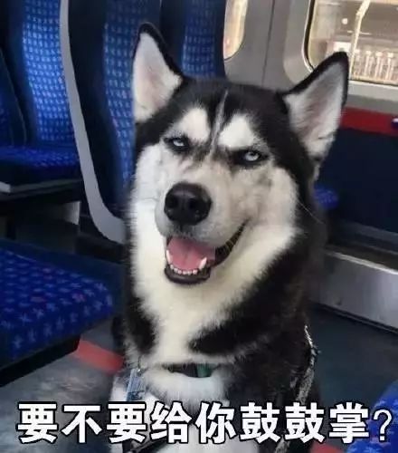 宠物大调查养狗的人多还是养猫的人多养的最多的是什么狗