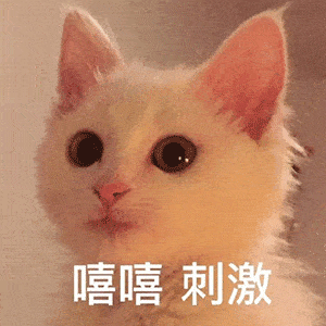 可爱撩人表情包你说,你在外面是不是有别的猫了