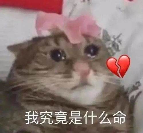 第67期喵表情此猫拉屎中,勿看勿进