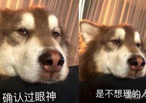 抖音确认过眼神搞笑表情包下载高清无水印版