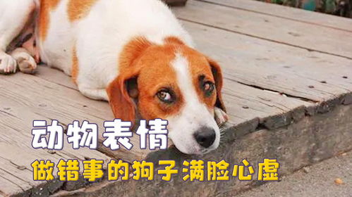 第一次在动物脸上看到表情,狗子做错事满脸心虚,鱼被吓出人表情