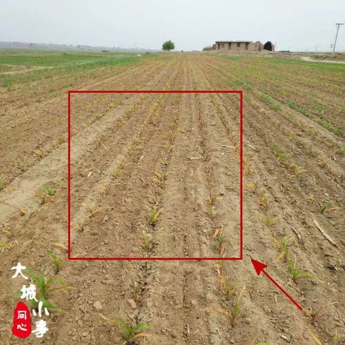 同心李沿子村70岁老人辛苦种植8亩地,疑似遭人恶意喷农药
