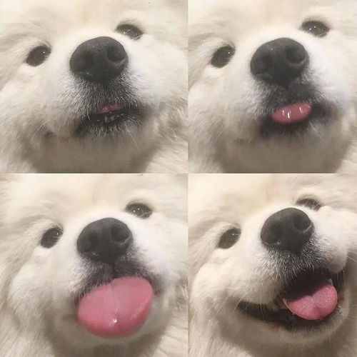 最可爱的6种中大型犬,压根不比小型犬差