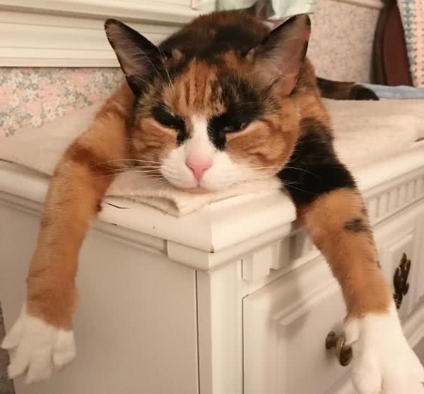 三花猫天生浓眉大眼,既英俊又逗比,网友猫咪就是行走的表情包