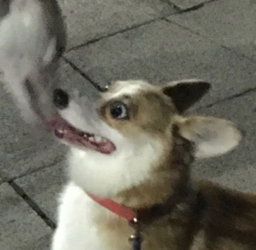 救命我们狗子的表情怎么这么好笑