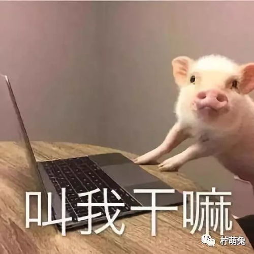 本科生高考报志愿服从调剂,竟然被学校分到这种专业
