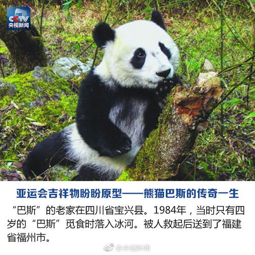 北京亚运会吉祥物盼盼原型大熊猫巴斯因病离世享年37岁