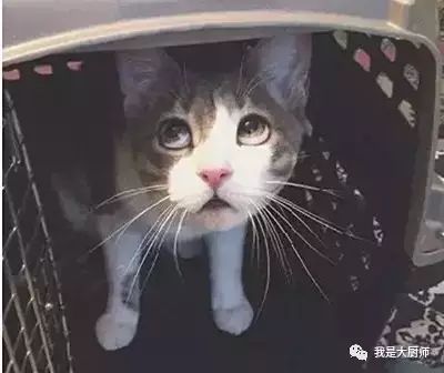 厨师日常工作表情集锦,看完不许笑