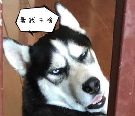 把lv包啃得稀巴烂,二哈的表情气死铲屎官,网友磨牙成本太高