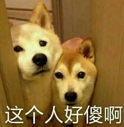 任你怱悠我自不动,哈哈哈哈哈笑