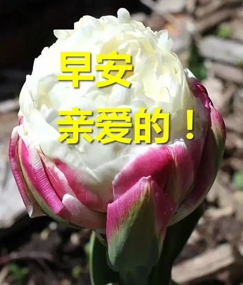 早上好朋友,最好看的早上好祝福表情图片,早安问候语短信句子