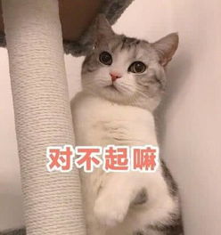 无水印动物萌宠专用表情包你走吧,我妈不让我跟傻子玩