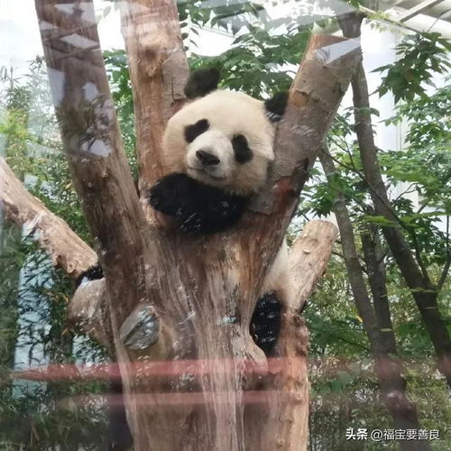 三岁时的大熊猫爱宝正在交朋友,那会儿还是一个腼腆的小姑娘呢