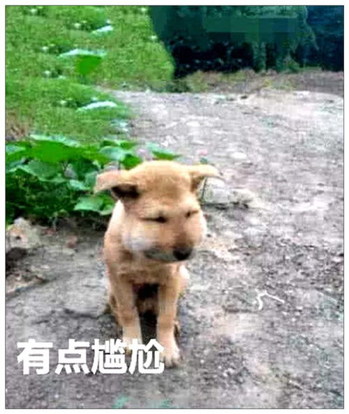男孩放假无聊,带土狗去捅马蜂窝,回来后的模样让人笑岔气